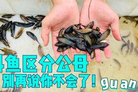 妃鱼黄播怎么看教程—斗鱼怎么看公母